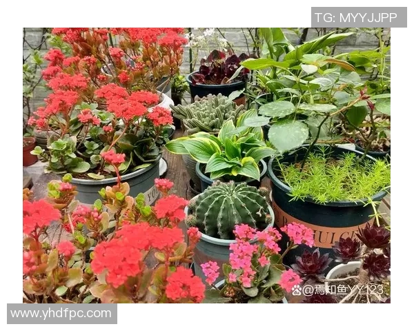 探索PEL花花搜点的独特魅力与实用技巧,开启你的花卉搜索之旅 探索PEL花花搜点的独特魅力与实用技巧,开启你的花卉搜索之旅